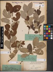 Foto von Salix caprea L.